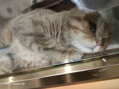 -宠爱国际动物医院·消化内科·心肾内科·ISFM猫友好(望京店)