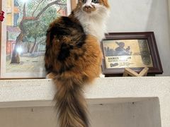 -玫瑰咖啡(中山六路店)