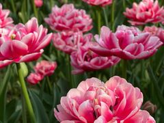 -家烧面馆【南山路知名经典面食】