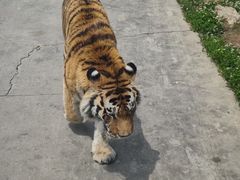 -西安秦岭野生动物园