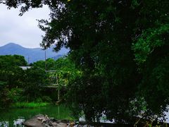 -三垟湿地