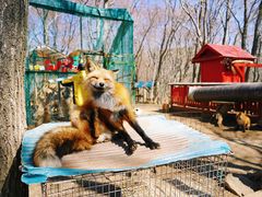 -宫城藏王狐狸村