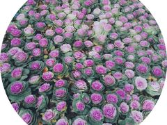 -星巴克(昆山花桥商务城店)