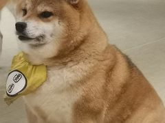 -逗柴咖啡屋·狗咖猫咖宠物桌游