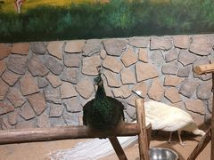 -绿色星球动物主题公园