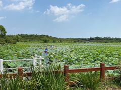 -上海海湾国家森林公园