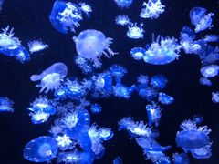 -成都浩海立方海洋公园