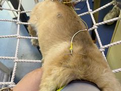 -瑞鹏宠物医院·爱宠堂(环西分院)