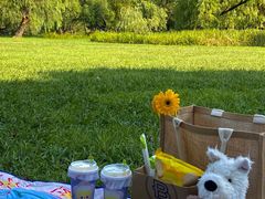 -上海共青森林公园