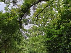 -木兰云雾山