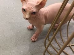 -飞行喵MR PILOT|猫舍·猫咖(静安大融城店)