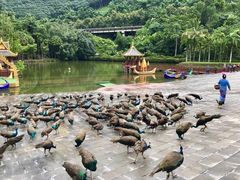 -西双版纳总佛寺
