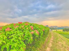 -光明小镇欢乐田园