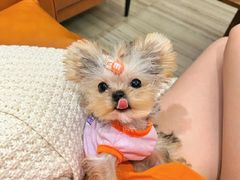 -萌宠之家·腊肠犬·马尔泰·小体犬舍