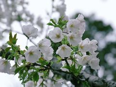 -高东镇樱花园