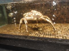 -海鲜e族(马王堆店)