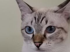 -猫和宫(六道口店)