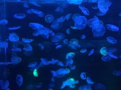 -乌鲁木齐海洋馆