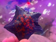 -秦皇岛新澳海底世界
