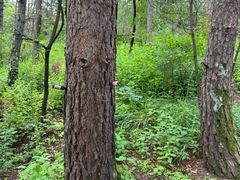 -帽儿山国家森林公园