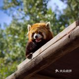 超出预期的北京野生动物园