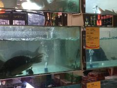 -蜀滋香鲜鱼美蛙火锅(339店)