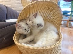 -momokira米努特·德文卷毛猫·棉花面纱犬