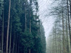 -山王坪喀斯特国家生态公园