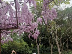 -嘉定紫藤园