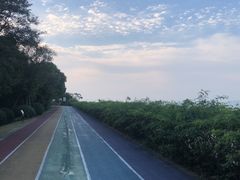 -贡湖湾湿地公园
