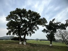 -良渚古城遗址公园