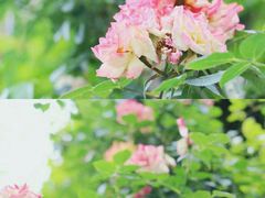 -金科花卉市场