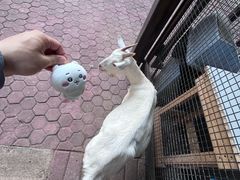 -上海野生动物园