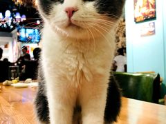 -猫小院猫主题餐厅(三里屯店)