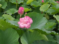 -荷塘月色湿地公园·向阳花洲