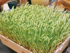 鲜活豌豆苗-湊湊火锅·茶憩(打浦桥日月光店)