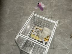 -半岛宠物医院24小时·内窥镜·牙科·碎石中心(府城大道店)