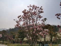 -浮山香苑