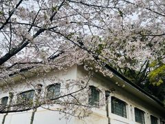 -武汉大学-樱园