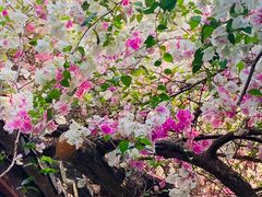 -深圳国际园林花卉博览园