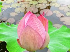 -陈家山荷花公园