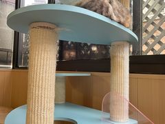 -MOCHA明星猫咖(田子坊店)