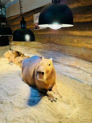 -Zoolung Zoolung动物主题公园(海信广场店)