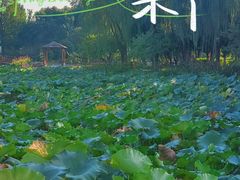 -荷花公园