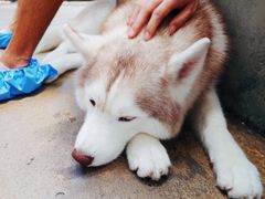 -TrueLove @ Neverland (Husky Cafe)