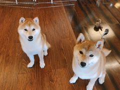 -豆柴町-柴犬主题狗咖(红鼎国际C座店)
