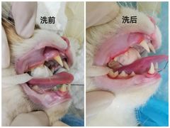 -艾贝尔宠物诊疗