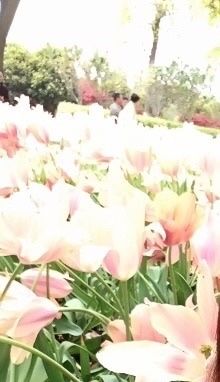 -上海鲜花港