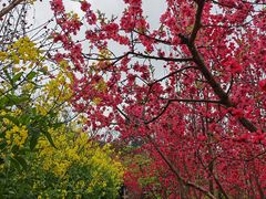 -桃源山庄·摘樱桃·柴火鸡·烧烤团建(龙泉山店)