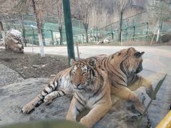 -栾川竹海野生动物园